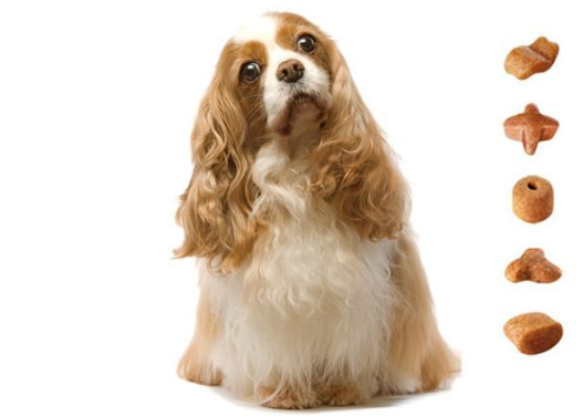 rfid寵物追蹤溯源信息管理系統解決方案