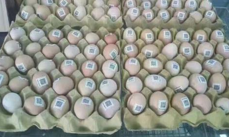雞蛋二維碼質量可追溯性系統價格多少？