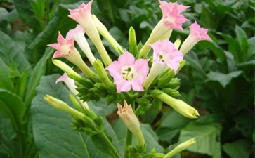 煙草一物一碼防偽溯源的開發與假冒危害