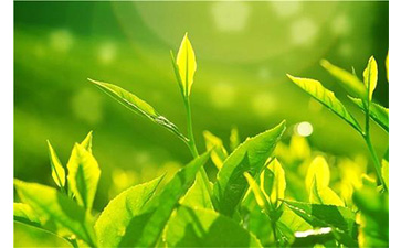 茶葉防偽溯源系統具有哪些優勢價值？