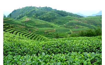 茶葉質量追溯管理系統可以實現哪些功能？具有哪些優點？